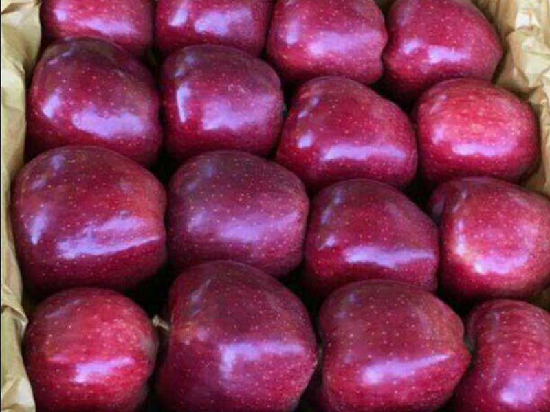 روزانه ۳ هزار تن سیب از ارومیه به خارج از کشور صادر می شود
