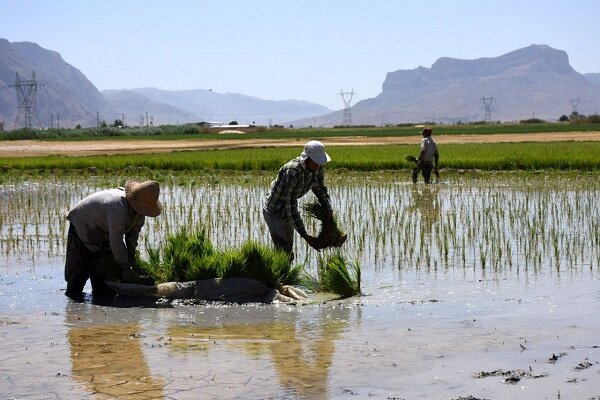 ضرورت تغییر الگوی کشت در کرمانشاه به دلیل خشکسالی