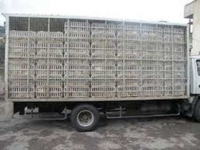 توقیف 3 محموله مرغ زنده فاقد مجوز بهداشتی قرنطینه ای حمل در کامیاران