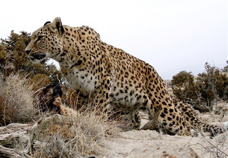 ورود گونه های جانوری وحشی به جزایر دریاچه ارومیه در کاهش حجم آبی