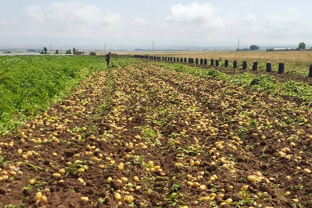3500 هکتار از اراضی کشاورزی قروه زیر کشت سیب زمینی است