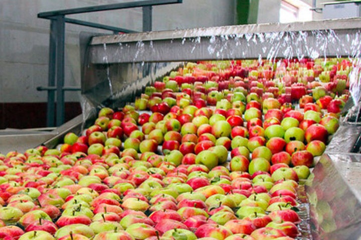ضرورت  تسریع جذب سیب صنعتی توسط واحدهای صنایع تبدیلی