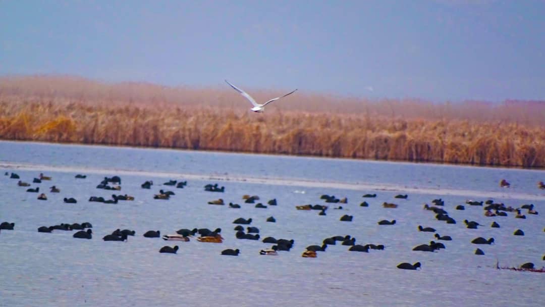 منابع آبی کردستان زیستگاهی مناسب برای پرندگان مهاجر