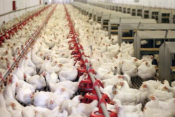 آذربایجان غربی کمبودی در زمینه مرغ ندارد