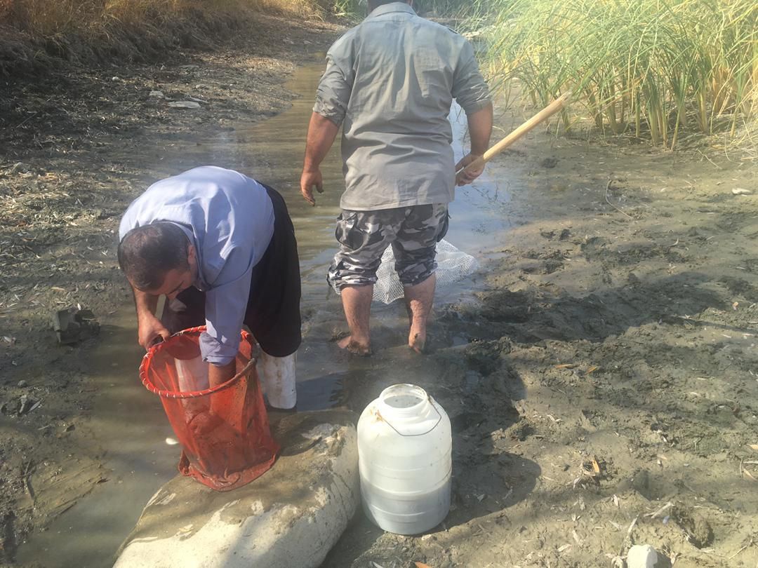 2000 قطعه ماهی در رودخانه سیرانبند بانه توسط محیط بانان نجات یافتند