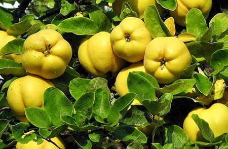 پیش بینی برداشت 700 تن میوه به از باغات آذربایجان غربی