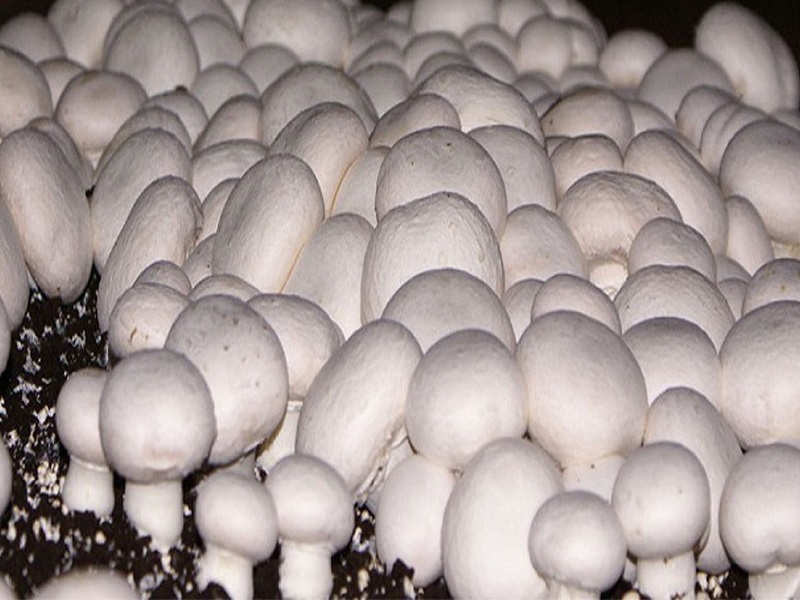 سالانه بیش از ۴ هزار تن قارچ در کردستان تولید می شود