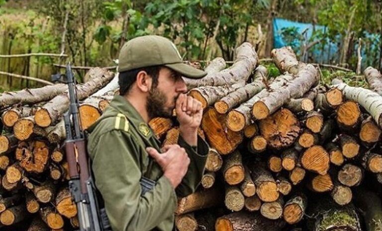 15 هەزار مەتری سێجا داری قاچاخی لە ئازەربایجانی ڕۆژئاوا دەستی بەسەردا گیرا