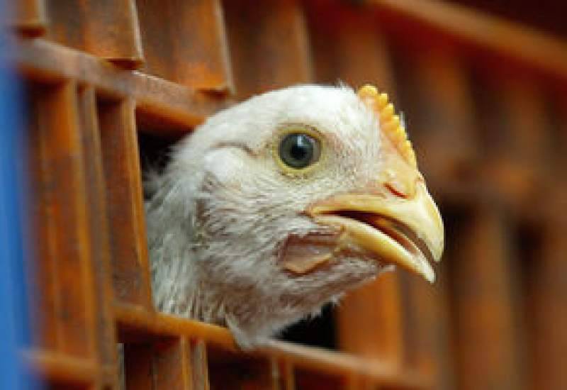 ۴ هزار قطعه مرغ غيرمجاز در دهلران توقيف شد