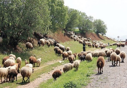 ابلاغ قیمت خرید حمایتی دام روستایی / هر کیلو گوسفند نر ۶۲ هزار تومان