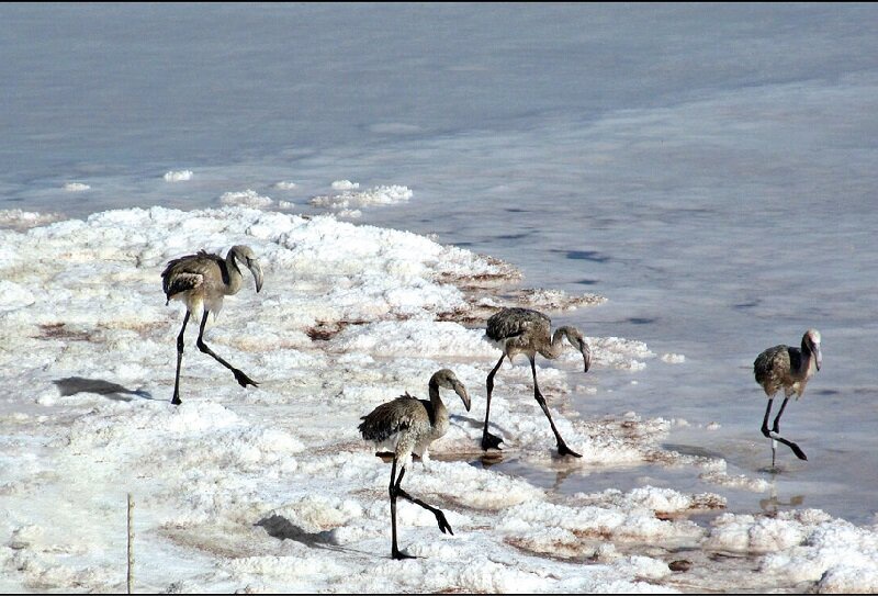 گرفتاری ١٠٠ قطعه پرنده در شوره زار دریاچه ارومیه/ امکان رهاسازی وجود ندارد