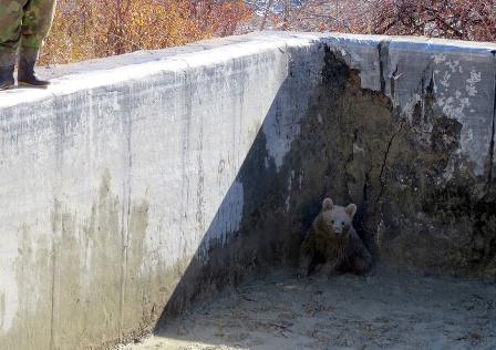 خرس گرفتار در استخر روستایی ارومیه نجات یافت