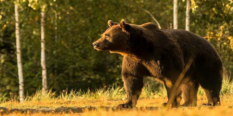 خرس‌ها، باغبانان واقعی طبيعت
