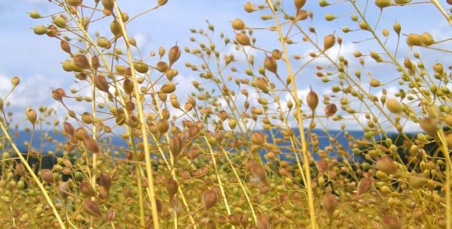 گیاه روغنی کاملینا برای نخستین بار در مهاباد کشت شد