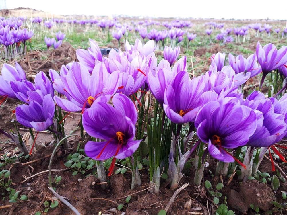 پیش بینی برداشت 135 کیلوگرم زعفران از مزارع آذربایجان غربی