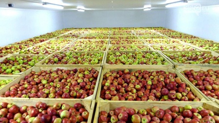 800 هزار تن سیب در سردخانه‌های آذربایجان غربی در انتظار صادرات