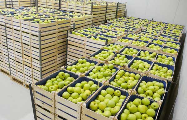 730 هزار تن سیب در سردخانه های آذربایجان‌غربی منتظر رفع موانع صادراتی