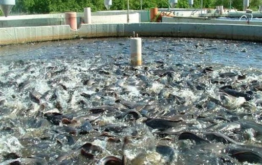 امسال 3875 تن ماهی در کردستان تولید شد