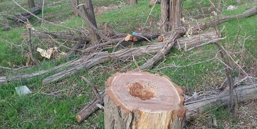 قطع درختان منطقه بند ارومیه با مجوز دادستانی