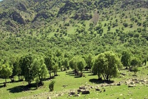 احیای 65 هکتار از جنگل های کردستان توسط پویش مردمی