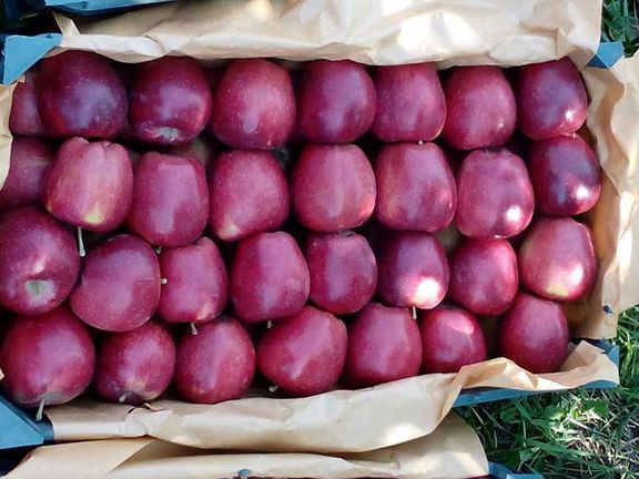 صادرات تنها 155 هزار تن سیب در آذربایجان غربی/موانع صادراتی همچنان پابرجا!