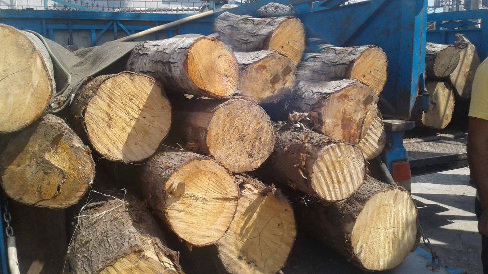 کشف 10تن چوب قاچاق چوب در شهرستان قصرشیرین