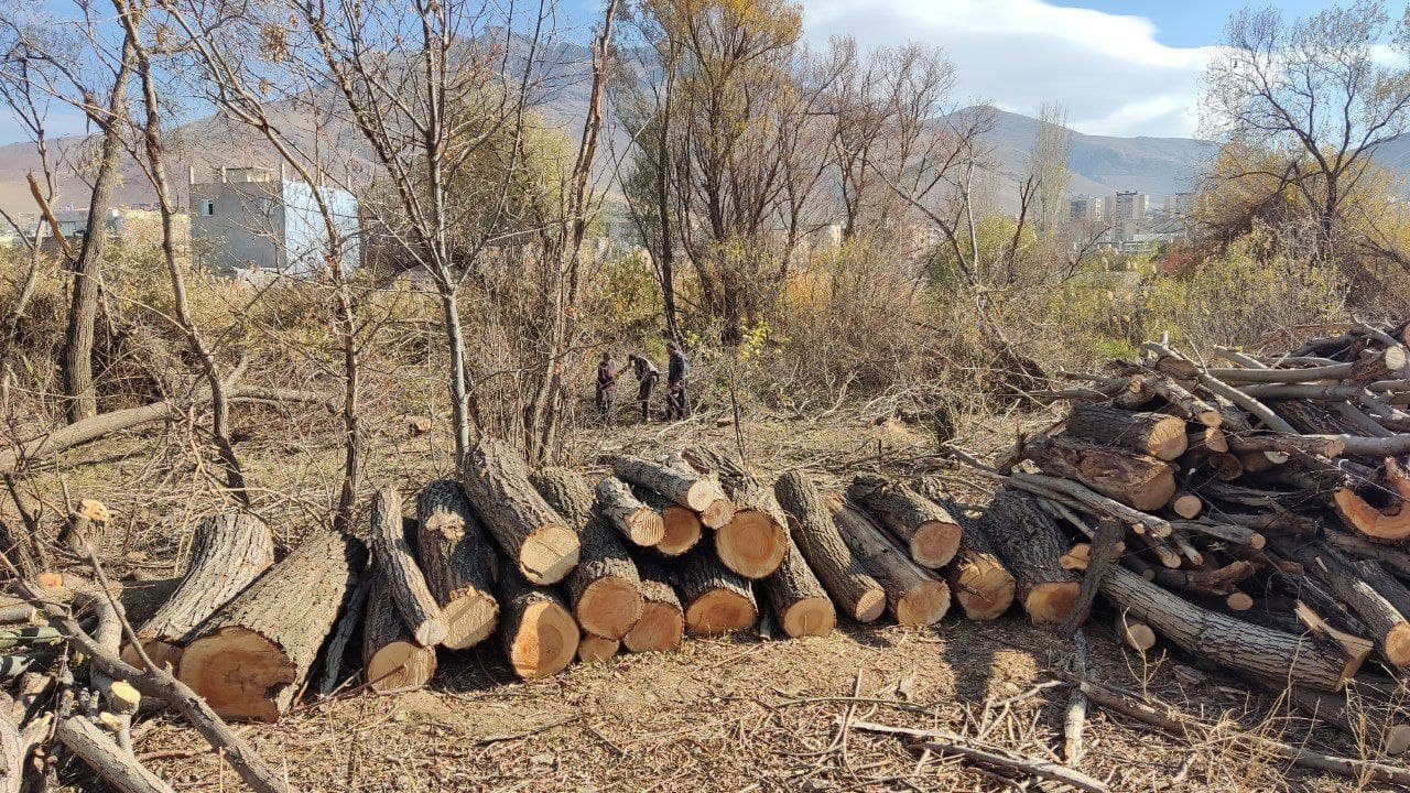 درختان حاشیه رودخانه مهاباد با ابلاغیه قانونی قطع شدند