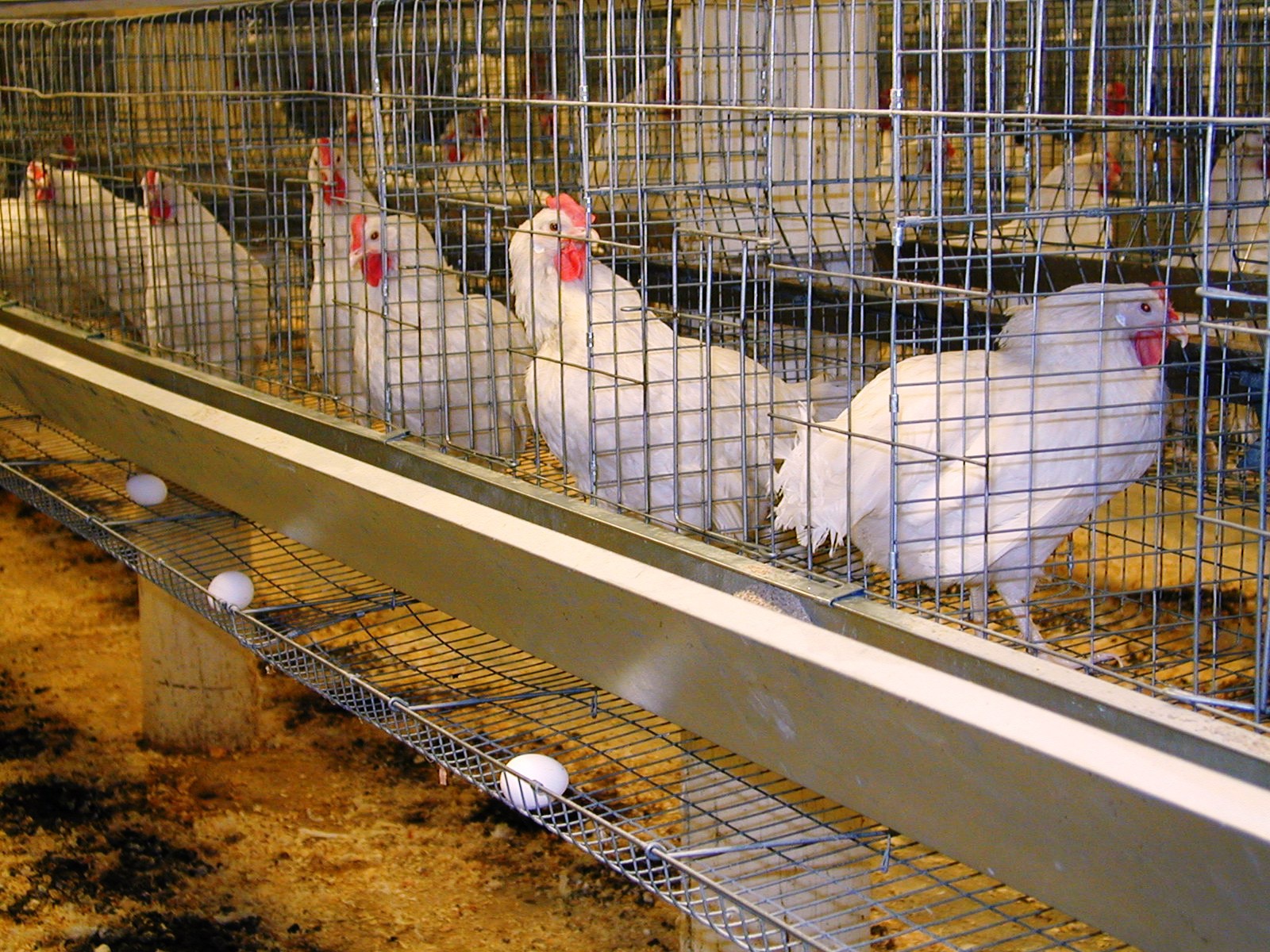 بازگشت واحد مرغ تخم‌گذار ۶۰ هزار قطعه‌ای ایلام به خط تولید