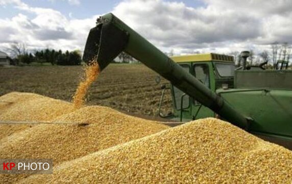 50 درصد گندم تولیدی کردستان توسط شبكه تعاون روستایی خریداری می شود