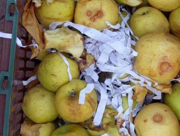 خطر فاسد شدن سیب های صادراتی آذربایجان غربی/محصول تا عید دوام نمی آورد!
