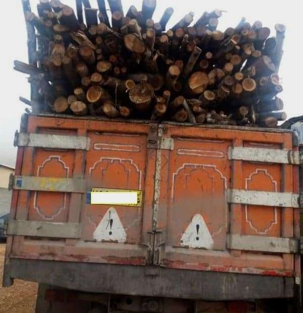 کشف 12 تن چوب قاچاق در پاوه