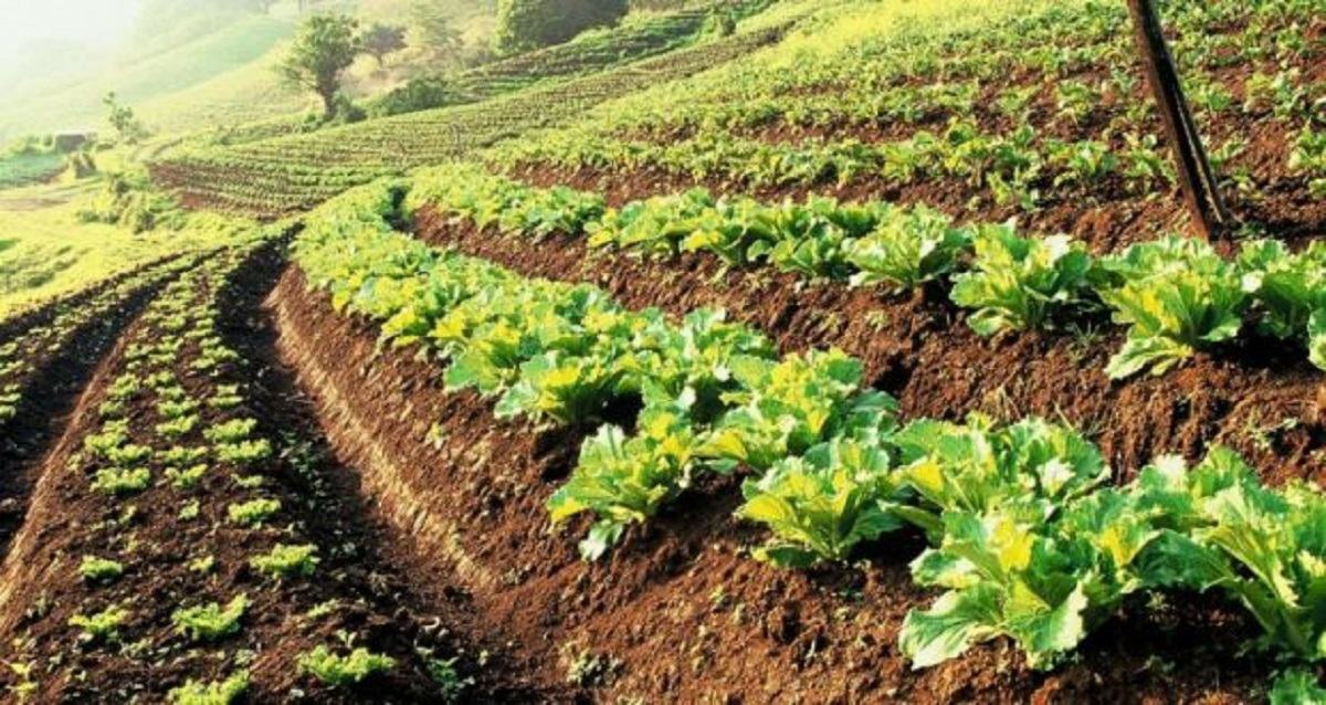 ۳۶ میلیارد ریال تسهیلات در بخش کشاورزی سروآباد پرداخت شد