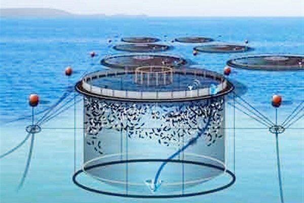 رهاسازی بیش از ۵۰۰ هزار قطعه بچه ماهی در دریاچه سد سیمره
