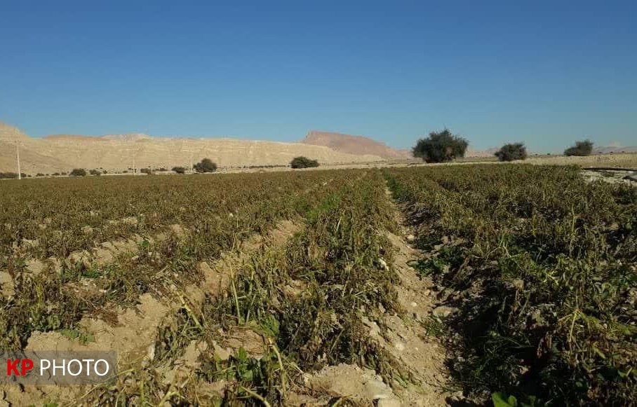 112 میلیارد تومان غرامت به بهره برداران بخش کشاورزی کردستان پرداخت شد