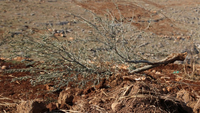 قطع سه هزار درخت زیتون توسط شهرداری AKP در اورفا