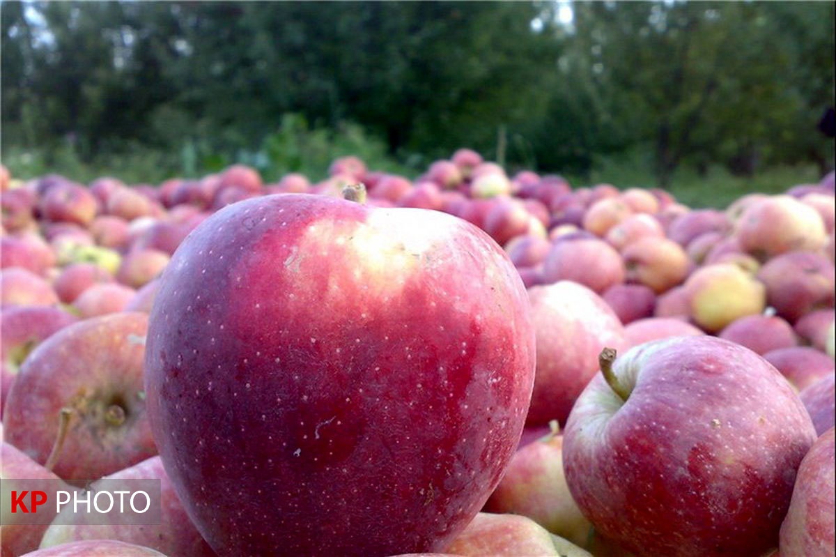 ٥٠ میلیارد تومان  مطالبات  سیب صنعتی آذربایجان غربی پرداخت شد