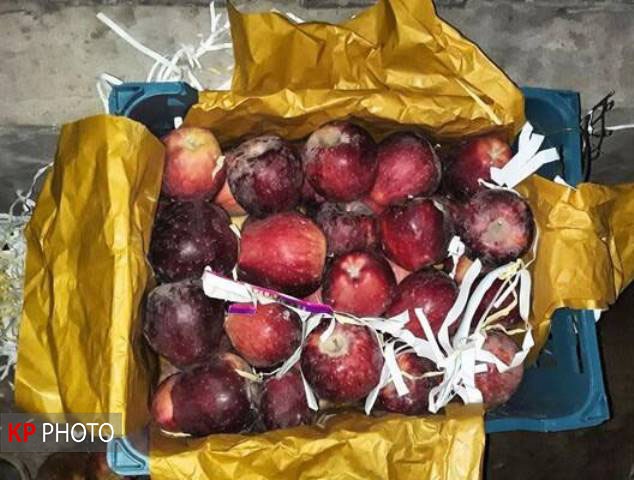 صادرات لاکپشتی و ترس از فاسد شدن محصول در قطب سیب ایران!