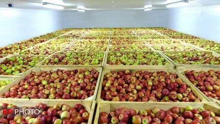 ١٠ هزار میلیارد تومان سیب؛ قربانی بی برنامگی صادراتی ایران