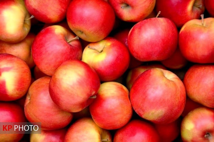 ٥٠٠ هزار تن سیب آذربایجان غربی در انتظار صادرات/ سند جامع بهره برداری تدوین شود
