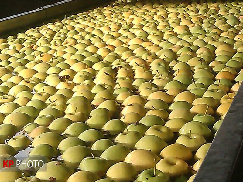 فقط نصف سیب های باقی مانده در سردخانه ها قابلیت صادرات دارند!