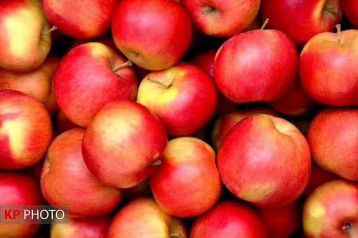سیب های  آذربایجان غربی خریداری و به صورت هوایی صادر شوند