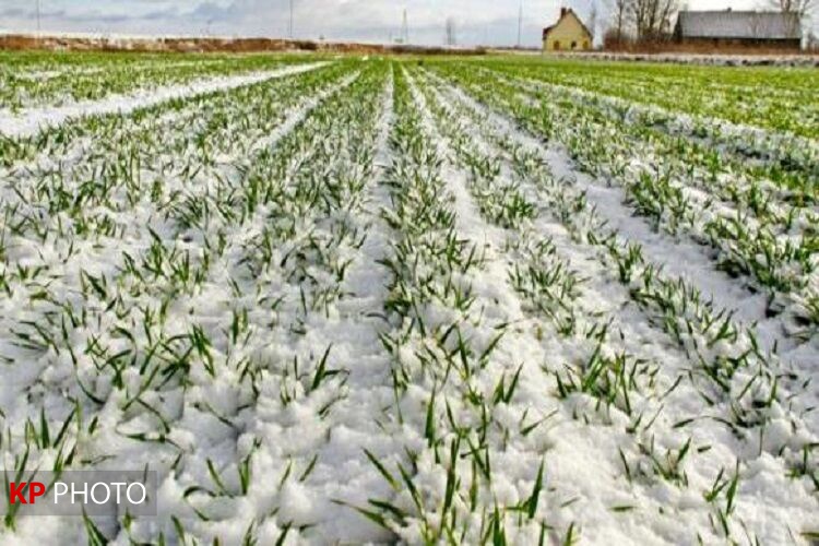برف و یخبندان 25 میلیارد تومان خسارت به حوزه کشاورزی کردستان وارد کرد