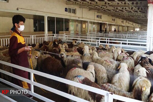 بروکراسی اداری مانع بزرگ صادرات دام مازاد عشایر کردستان و آذربایجان غربی