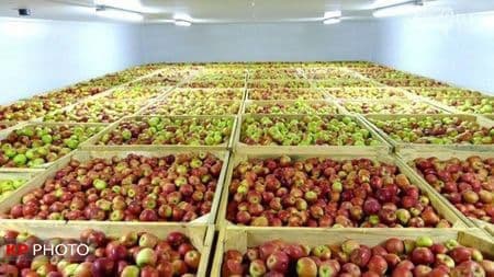 ٣٨٠ هزار تن سیب در انتظار صادرات/ ضعف رایزنی بازرگانی با کشورهای همسایه