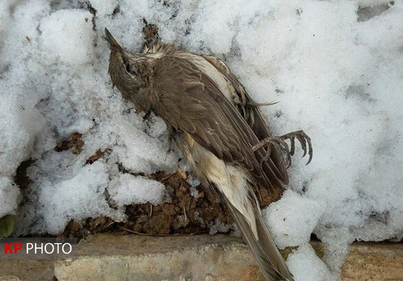 مسمومیت غذایی عامل مرگ پرندگان دریاچه زریوار مریوان