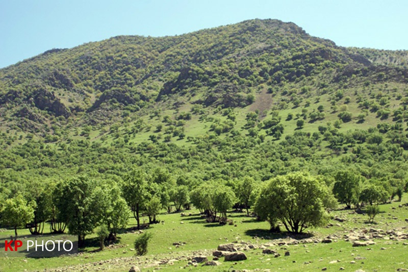 ۲۰ ذخیره‌گاه جنگلی جدید در کردستان شناسایی شد