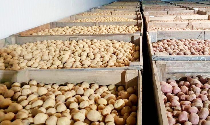 کشف 90 تن سیب زمینی احتکار شده در سنقروکلیایی