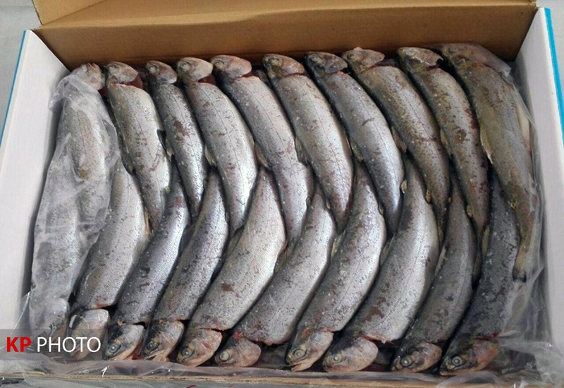 صادرات ۳۱۳ تُن ماهی منجمد از کردستان به روسیه