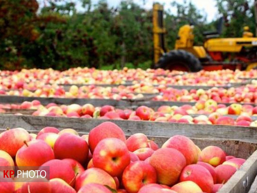 افزایش هزینه حمل و نقل دریایی  مشکل جدید صادرات سیب آذربایجان غربی!