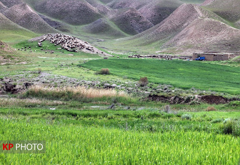 مدیریت ۵۲ هزار هکتار از مراتع کردستان به بهره‌برداران واگذار شد